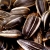 Sunflower seeds