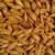 Barley