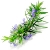 Rosemary