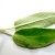 Sage