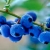 Blueberries