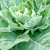 Collard greens