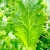 Mustard greens