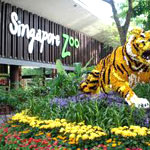 Singapore Zoo