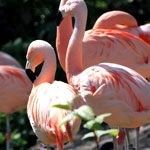 Welsh Mountain Zoo